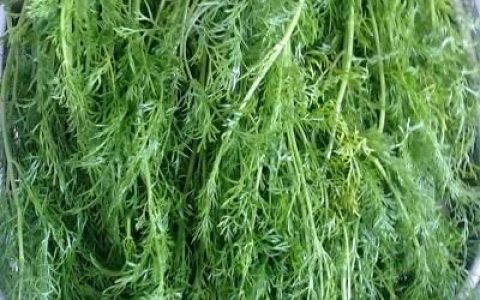 怀孕茴香能不能吃,怀孕初期茴香可以吃吗