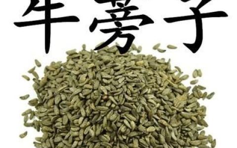 牛蒡子的功效是什么,牛蒡子根的作用与功效