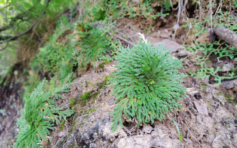 被称为救命草的野草你知道么(有一种野草叫狼尾巴草)