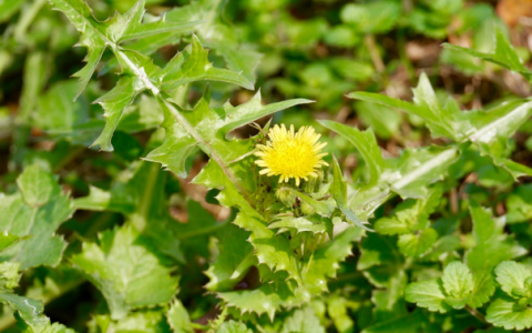 野菜苦苣菜(野菜苦苣菜凉拌的家常做法)