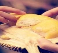 哺乳期可以吃榴莲吗一天能吃多少图6