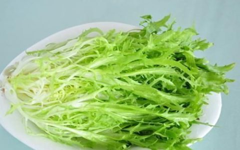 苦菜的功效与作用(苦菜的功效与作用苦菜图片)