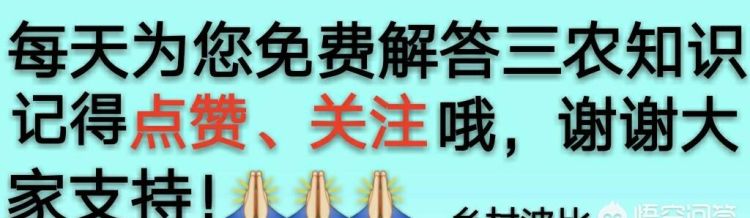 常吃茭白有哪些好处图10