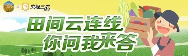 不用土、不施肥，教你10天发出鲜嫩芽苗菜！