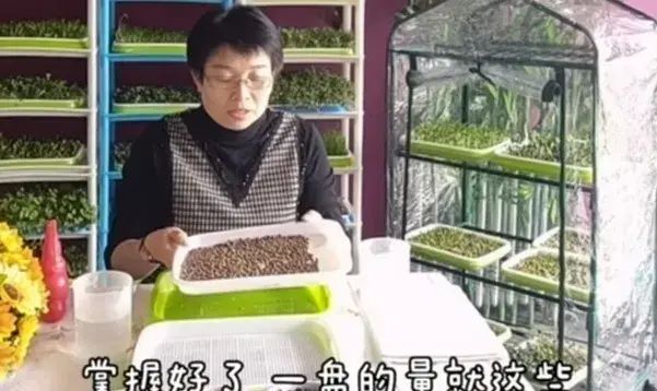 不用土、不施肥，教你10天发出鲜嫩芽苗菜！