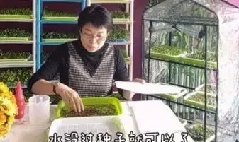 不用土、不施肥，教你10天发出鲜嫩芽苗菜！