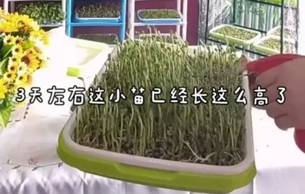 不用土、不施肥，教你10天发出鲜嫩芽苗菜！