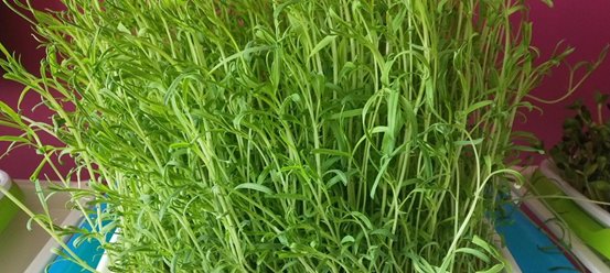 不用土、不施肥，教你10天发出鲜嫩芽苗菜！