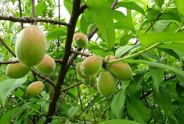毛桃怎样种植图1