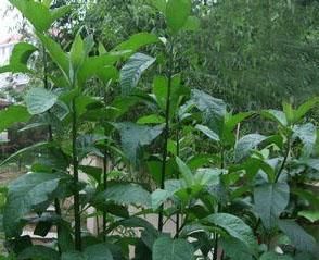 南非叶是什么(南非叶是什么植物和功效)图1