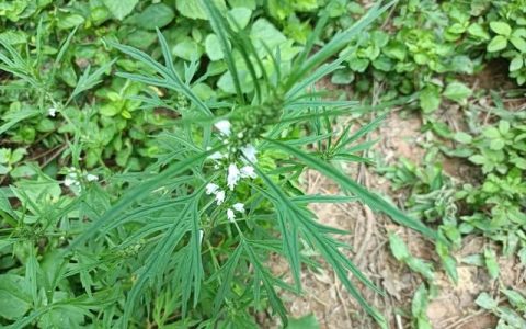 姨妈适合喝什么药膳汤(中医荐4款滋补汤养颜调经)