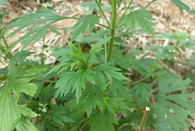 广东婆婆教的药膳汤，简单一煲气血双补，月经不调的女性要多喝