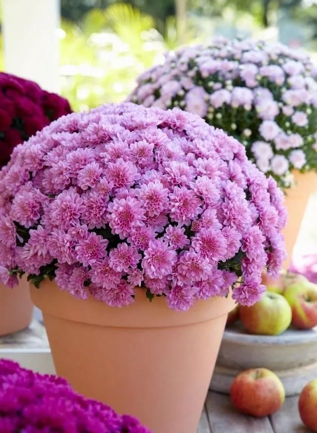 耐低温、花期长还特易开成花球的球菊，养护注意这3点，轻松养好