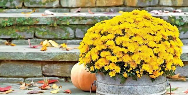 耐低温、花期长还特易开成花球的球菊，养护注意这3点，轻松养好