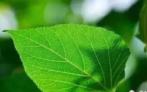 桑叶化学成分和药理研究进展