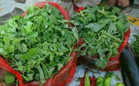 小狗叉全身都是宝，比苦菜营养，比荠菜鲜，却常被当草，凉拌最香