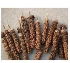 夏枯草的功效:农村常见的夏枯草，有什么药用价值图2