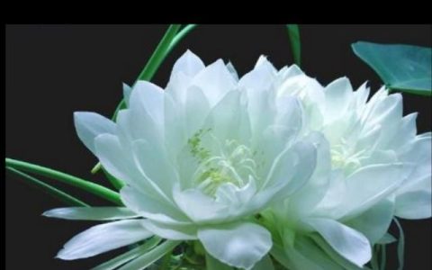 雪莲子的功效，新疆天山雪莲有什么功效