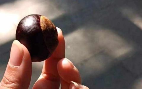 长得像栗子的小果实