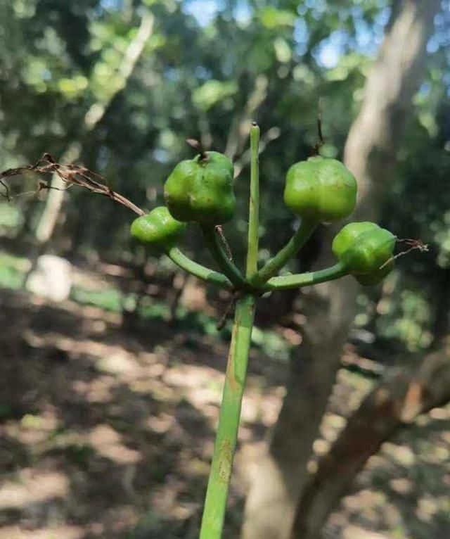 这个长得像栗子的小果子你误食过吗？来杭州植物园识果果