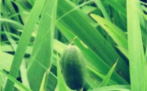 菖蒲叶怎么用,菖蒲叶的寓意