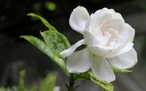 盆栽桅子花的养殖方法和注意事项