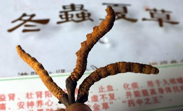 还原冬虫夏草的药用本质，肺病患者究竟该不该用冬虫夏草来保健