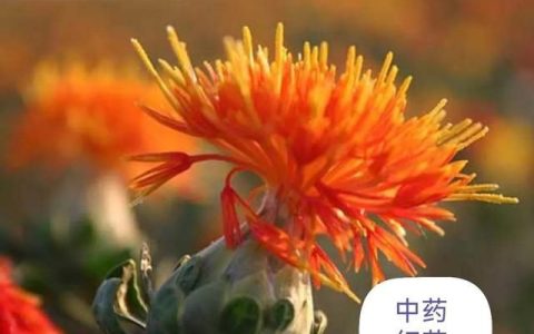 中药古今研究白芷(中药红花最近价格)