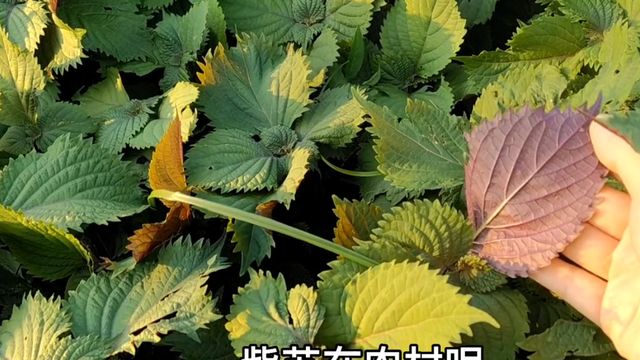 神仙叶“紫苏叶煮水”，4个煮水妙用，户外遇见记得摘回家