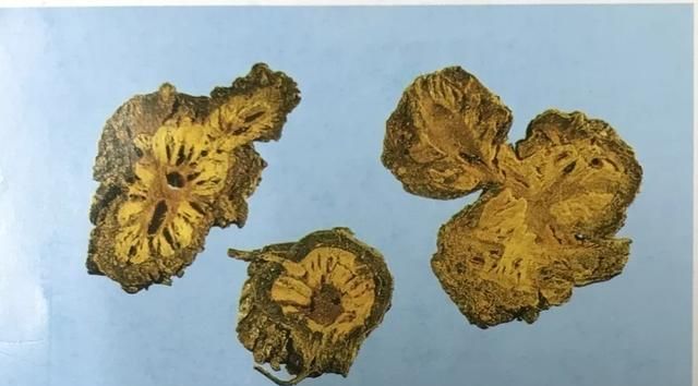 苦到让人说不出话的黄连，来看看它的药用价值！