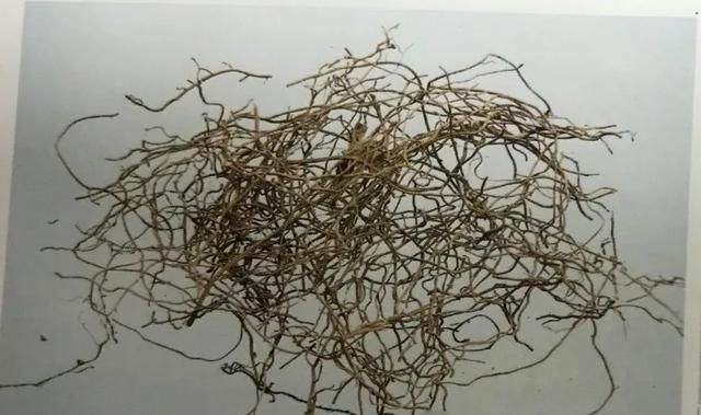 苦到让人说不出话的黄连，来看看它的药用价值！