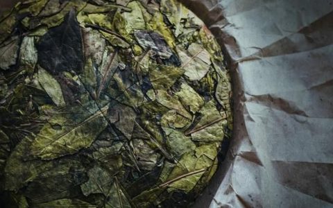 老枞白茶的特点和功效(老枞白茶的功效)
