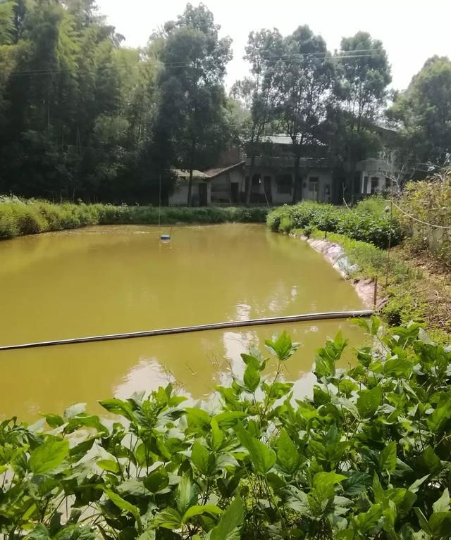 大米油糠怎么喂给鱼吃图2