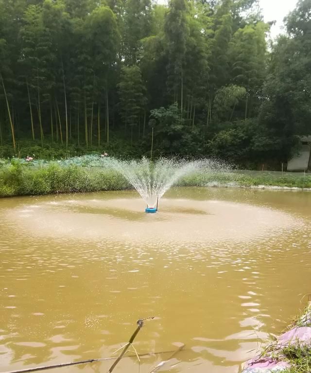 大米油糠怎么喂给鱼吃图3
