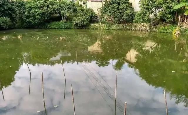 大米油糠怎么喂给鱼吃图4