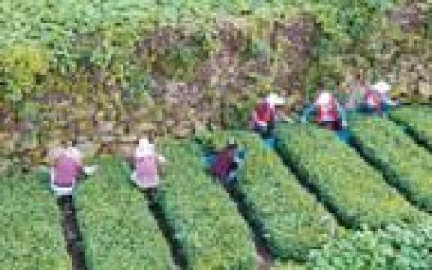 茶叶健康之路