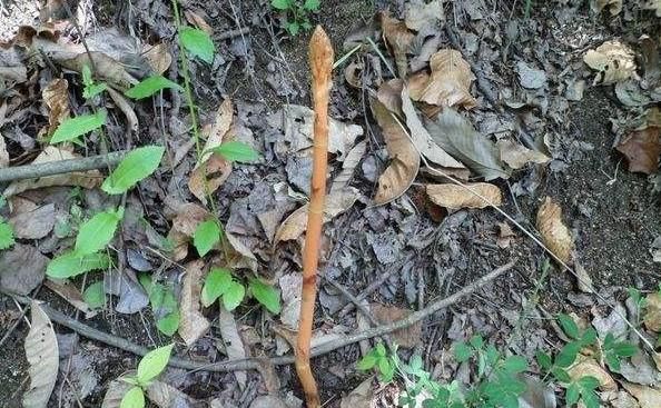 《本草精荟》：平肝息风：天麻的功效与应用
