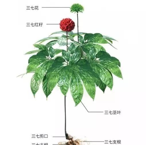 三七粉有降血压的作用吗,低压高服三七粉降血压吗图1