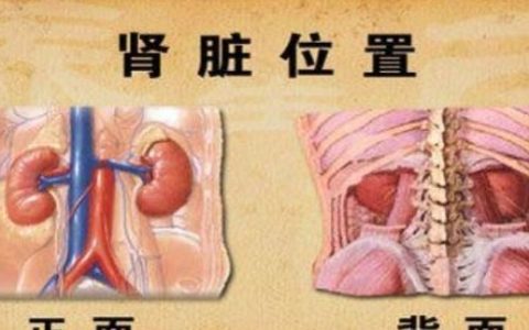 肾亏怎么补