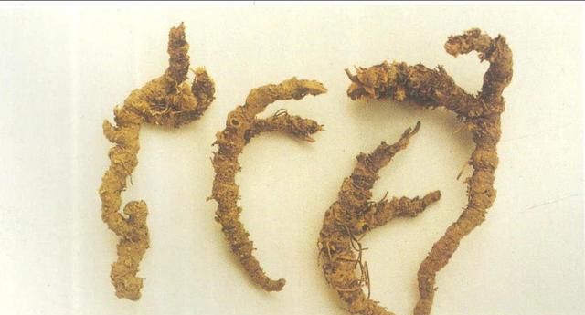 植物龙胆有什么作用和功效图片图6