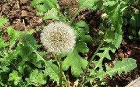 蒲公英泡茶有什么功效,蒲公英和什么泡水养生